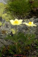 Alpen Anemone (7)